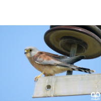 دلیجه کوچک Lesser Kestrel